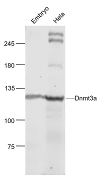 Dnmt3a Rabbit Polyclonal Antibody
