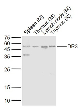DR3 Rabbit Polyclonal Antibody