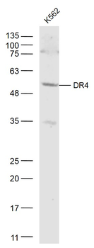 TNFRSF10A Rabbit Polyclonal Antibody