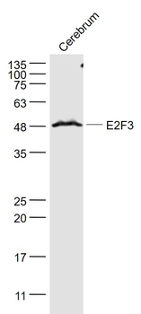E2F3 Rabbit Polyclonal Antibody