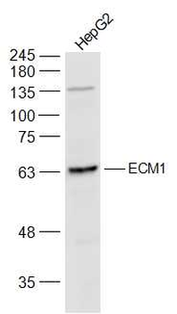 ECM1 Rabbit Polyclonal Antibody