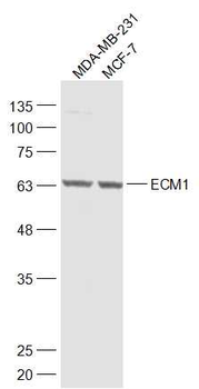 ECM1 Rabbit Polyclonal Antibody