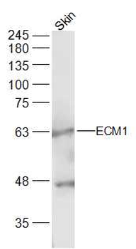 ECM1 Rabbit Polyclonal Antibody