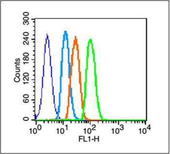 EGFR Rabbit Polyclonal Antibody