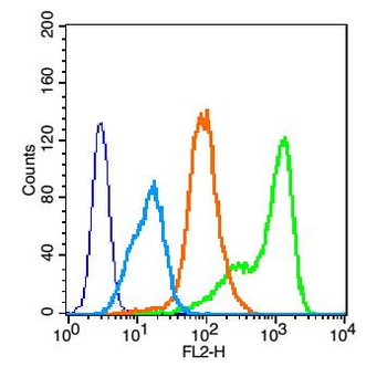 EGFR Rabbit Polyclonal Antibody