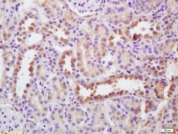 EGF Rabbit Polyclonal Antibody