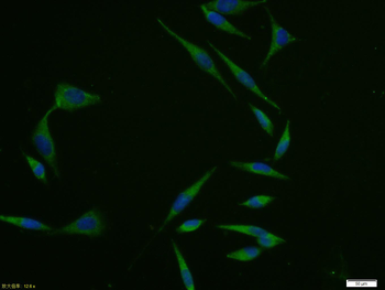 Egr1 Rabbit Polyclonal Antibody