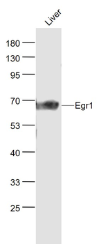 Egr1 Rabbit Polyclonal Antibody