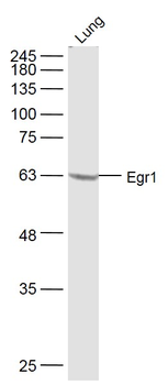 Egr1 Rabbit Polyclonal Antibody