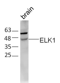 ELK1 Rabbit Polyclonal Antibody