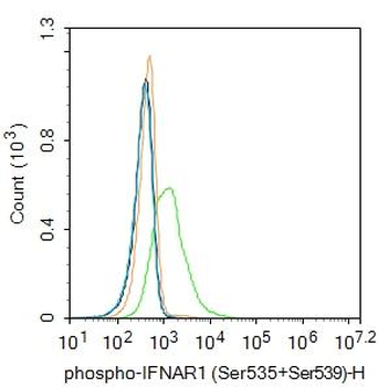 Phospho-IFNAR1 (Ser535+Ser539) Rabbit Polyclonal Antibody