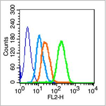 Phospho-CD19 (Tyr531) Rabbit Polyclonal Antibody