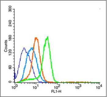 Phospho-Erk1 (Thr202 + Tyr204) Rabbit Polyclonal Antibody