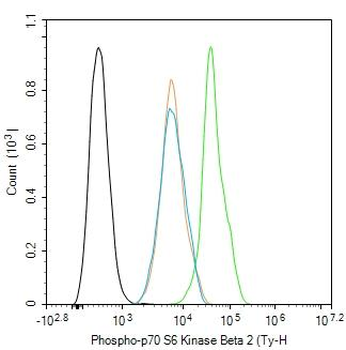 Phospho-p70 S6 Kinase Beta 2 (Tyr389) Rabbit Polyclonal Antibody