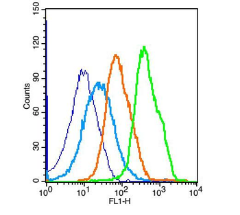 ERK1 Rabbit Polyclonal Antibody