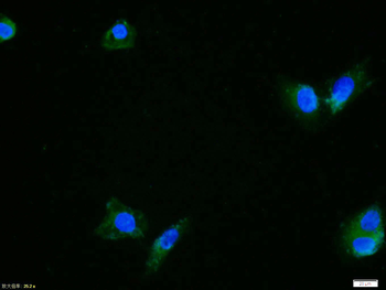 ERK1 Rabbit Polyclonal Antibody