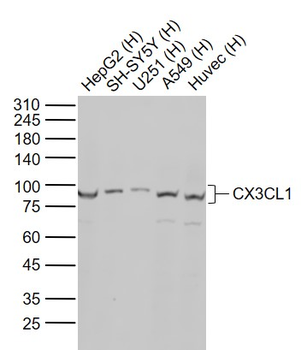 CX3CL1 Rabbit Polyclonal Antibody