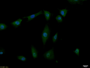 Phospho-IRS1 (Ser1101) Rabbit Polyclonal Antibody