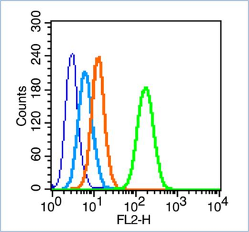 Phospho-IRS1 (Ser312) Rabbit Polyclonal Antibody