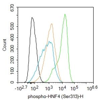 Phospho-HNF4 (Ser313) Rabbit Polyclonal Antibody