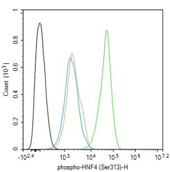 Phospho-HNF4 (Ser313) Rabbit Polyclonal Antibody