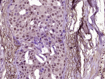 Phospho-Histone H3 (Ser10) Rabbit Polyclonal Antibody