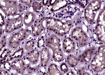 Phospho-Histone H3 (Ser10) Rabbit Polyclonal Antibody