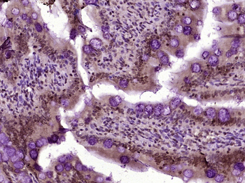 Phospho-Histone H3 (Ser10) Rabbit Polyclonal Antibody