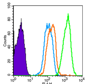 Phospho-Smad3 (Ser213) Rabbit Polyclonal Antibody