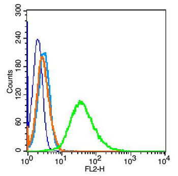Phospho-NFKB p65 (Ser276) Rabbit Polyclonal Antibody