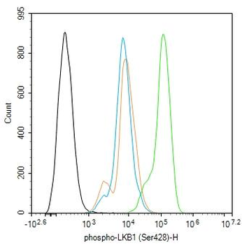 Phospho-LKB1 (Ser428) Rabbit Polyclonal Antibody