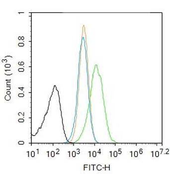 Phospho-SIRT1 (Ser47) Rabbit Polyclonal Antibody