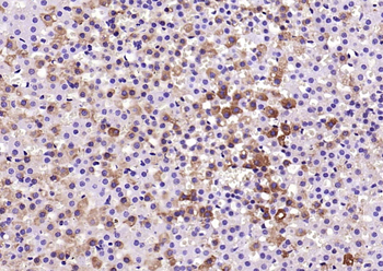 Phospho-SIRT1 (Ser47) Rabbit Polyclonal Antibody