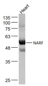 NARF Rabbit Polyclonal Antibody