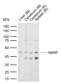 NARF Rabbit Polyclonal Antibody