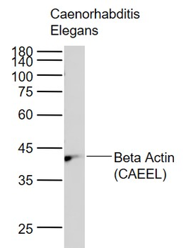 Beta Actin (CAEEL) Rabbit Polyclonal Antibody