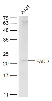 FADD Rabbit Polyclonal Antibody