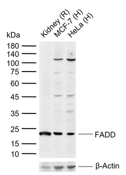 FADD Rabbit Polyclonal Antibody