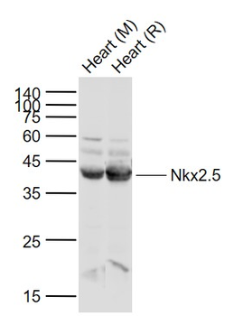 Nkx2.5 Rabbit Polyclonal Antibody