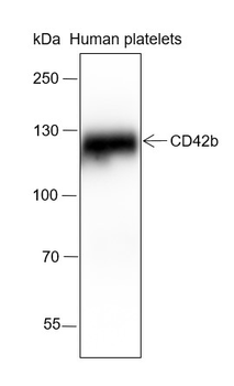 GP1BA Recombinant Rabbit Monoclonal Antibody