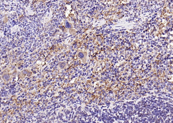 GP1BA Recombinant Rabbit Monoclonal Antibody