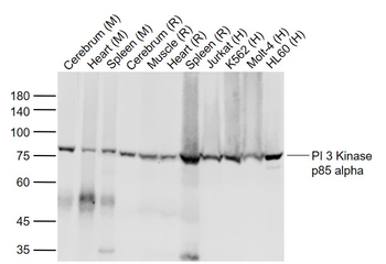 PIK3R1 (animal-free) Mouse Monoclonal Antibody