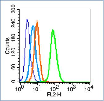 Phospho-FAK (Ser732) Rabbit Polyclonal Antibody
