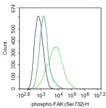 Phospho-FAK (Ser732) Rabbit Polyclonal Antibody