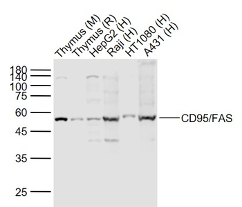 CD95/FAS Rabbit Polyclonal Antibody