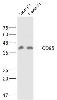 CD95/FAS Rabbit Polyclonal Antibody