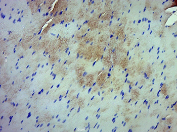 APOA1 Rabbit Polyclonal Antibody