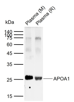 APOA1 Rabbit Polyclonal Antibody