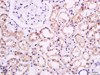 APOA1 Rabbit Polyclonal Antibody