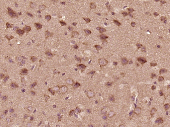 FE65 Rabbit Polyclonal Antibody